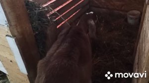 Выкидышь у козы на раннем сроке котности