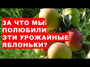 За что мы полюбили эти урожайные яблоньки?