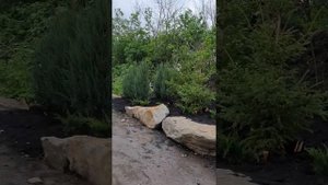 ЖИВАЯ ИЗГОРОДЬ.ХВОЙНЫЕ. ЛИСТВЕННИЦЫ И ЕЛИ #лиственница #ель #крупномеры