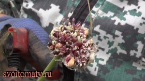 Как обновить озимый  чеснок, а заодно сэкономить на его посадке
