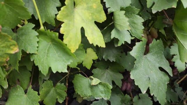 Виноград в Омске. Сезон 2022. Немного о Юлиане и Карнавале смотреть онлайн