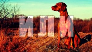 Иж 27 или Тоз 34