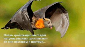 Животный мир Австралии