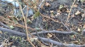 ВИНОГРАД.Влагозарядковый полив