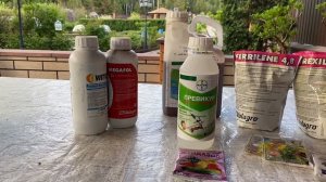 Розы. Желтеют листья на розах. Причины и что делать??? Немного о слепых побегах.....???