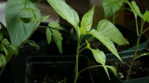 Секреты успешного выращивания перца: полный гид по уходу и посадке!