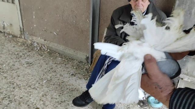 Голуби Северокавказские космачи. г. Георгиевск в гостях у Анатолия Ковалева смотреть онлайн