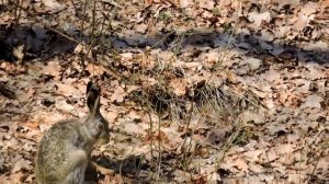 Заяц в лесу