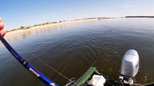 Жерех в сентябре