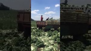 Уборка пекинской капусты Краснодарский край