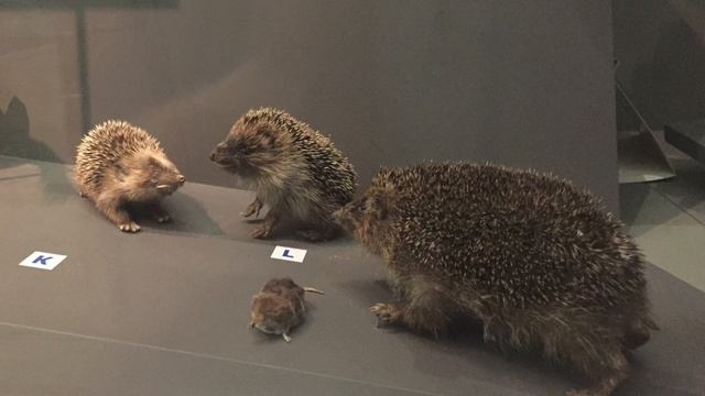 Exploring Natural Northumbria - European Hedgehog (Erinaceus europaeus) смотреть онлайн