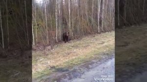 вот  что может произойти при встрече с медведем