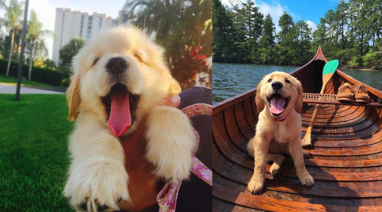 Funniest & Cutest Puppies ?