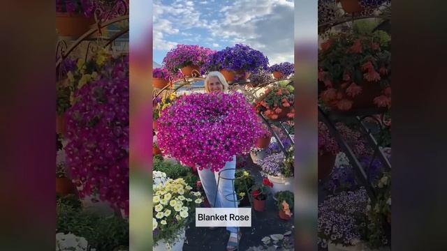 ТОП самых ЛУЧШИХ и ХУДШИХ сортов петунии (вегетативной и семенной)