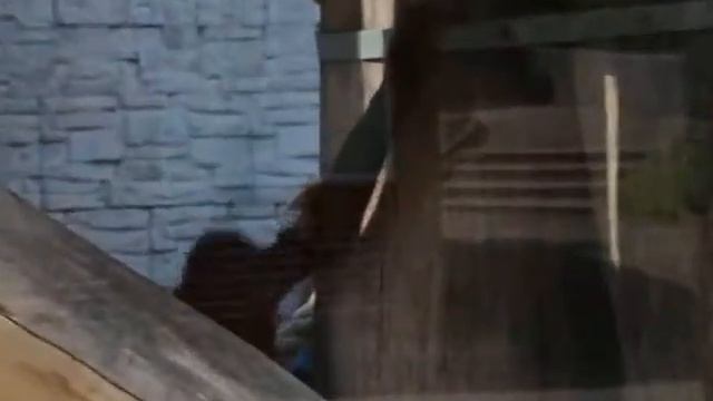 Орангутаны Калининградского зоопарка (Нонна, Бенджамин и Цезарь) смотреть онлайн