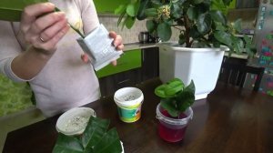 Размножение домашнего лимона. Чудо способ с интернета.