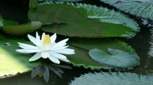 Музыка заряжена на исцеление всего организма | Музыка для медитации и исцеления