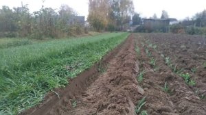Пашу сидерат озимую рожь 9 октября 2023 г