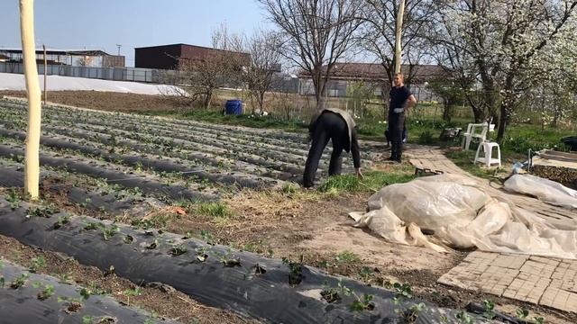 30/20Бюджетная теплица на 450 кВ М . Начало строительства. смотреть онлайн