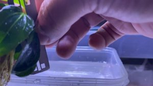 How To Propagate Iguazu Plant / Budi Daya Iguazu / Echinodorus Iguazu 2009