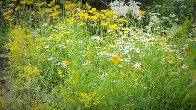 Ромашки в моём саду. смотреть онлайн