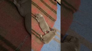 У щенков открылись глазки.... малышы изучают окружающую территорию...