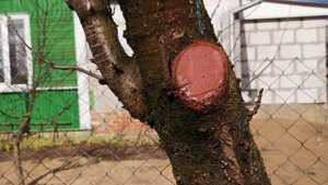 На каких веточках плодоносит вишня