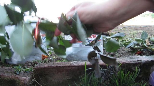 Укрываем розы на зиму в Сибири