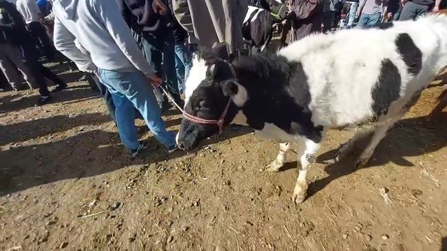 Молбозори Душанбе Бкачои парода Элита  ва гусалачаи майдаи бе оча , 27 апреля 2023 г.