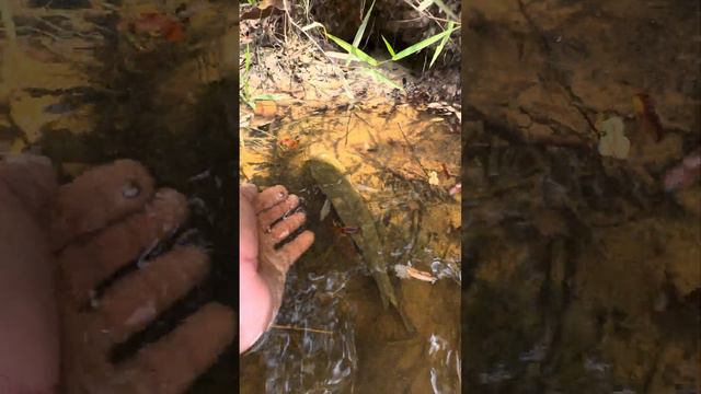 Fish life in mountain streams #samantha #puffer #video #gold #toad #virallife