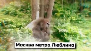 Москва метро Люблино работаем |Мем