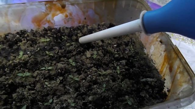 ПОДКОРМИТЕ ЭТИМ УДОБРЕНИЕМ ЭУСТОМУ ДЛЯ ХОРОШЕГО РАЗВИТИЯ.ВТОРАЯ ВАЖНАЯ ПОДКОРМКА ЭУСТОМЫ.