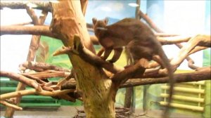 Игривая Фосса. 30.10. 19 г.