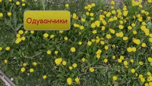 БАБОЧКА КРАПИВНИЦА