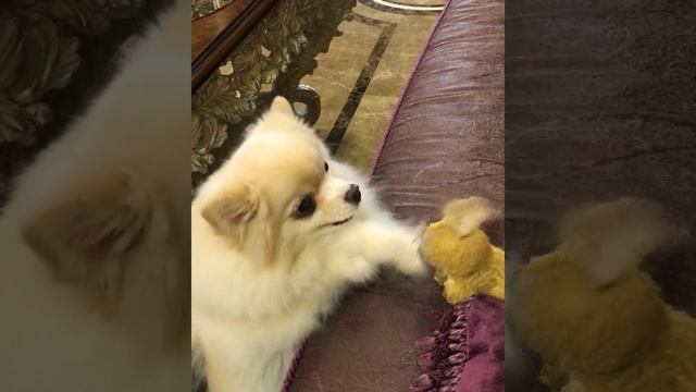 Отдай! Это - мое!?? Милашка Боня.?? Pomeranian. Funny animals. Померанский шпиц. Забавные животн