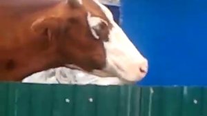 Прикольное видео-далеко, далеко на лугу пасутся ко-о-о-о... правильно, коровы!