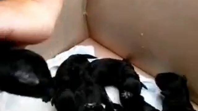 Рождение щенков. смотреть онлайн