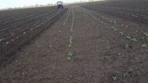 Культивация междурядья подсолнечника