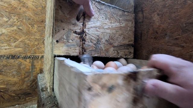 Куры против ниппельных поилок.