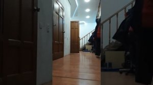 джек рассел терьер носится по дому