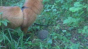 Охота на ежа / Hedgehod hunting