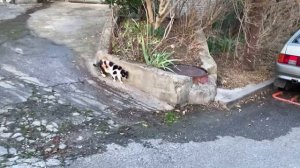 Природа города Сочи / Сочи в марте /Земляничное дерево