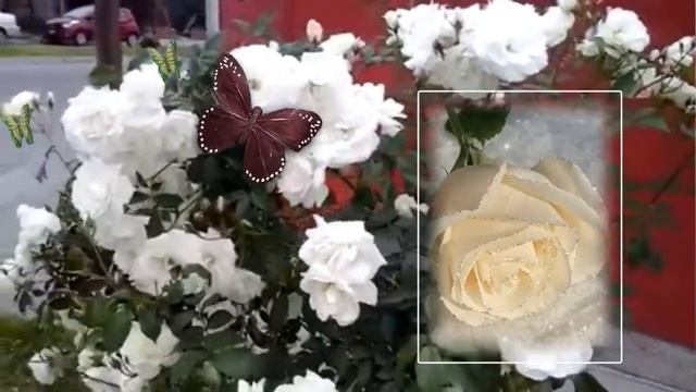 Александр Марценкевич РОЗА БЕЛАЯ ! смотреть онлайн