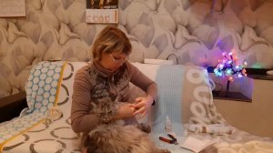 Мейн кун. Подстригли когти.