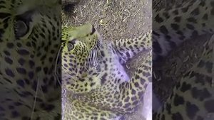 Леопард дальневосточный