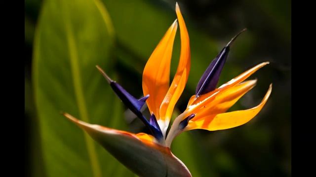 СТРЕЛИЦИЯ КОРОЛЕВСКАЯ Райская птица смотреть онлайн