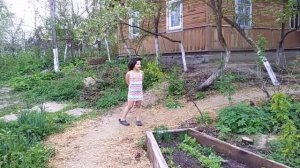 Яблони с красными листьями. 30 april 2019. Apple trees with red leaves. Ukraine.