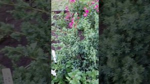 Можжевельники в моем саду.