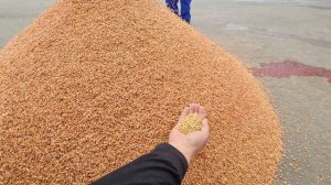 САМОХОДНЫЙ ПРОТРАВИТЕЛЬ СЕМЯН ПСК-15 В РАБОТЕ