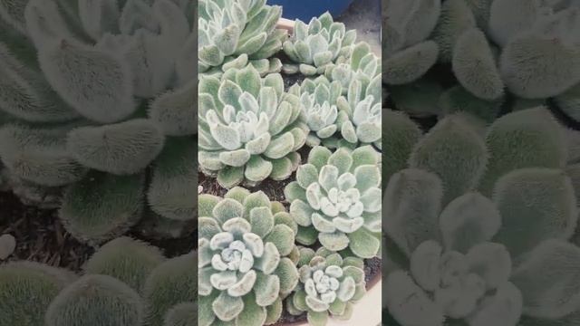 Echeveria Setosa.